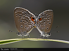 Lynn采集到Butterfly 蝴蝶