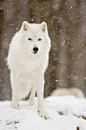 Winter love : Loup arctique / Arctic wolf