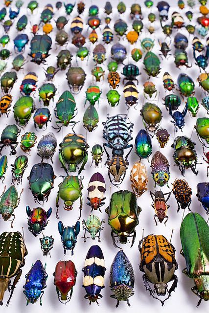 colorful beetles ins...