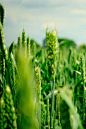 田里的小麦绿色养眼高清图片手机壁纸