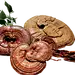 lingzhi2