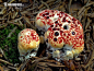 Hydnellum peckii，也被称为魔鬼的牙齿。Bankeraceae Hydnellum属。它是一种菌根植物，与多种针叶树形成互利互惠的关系，单株生长在地上、分散生长在地上或融合在一起，幼时经常分泌血色液体，有抗凝血特性。成年后不再分泌，通体变成深棕色，成为魔鬼的弃牙。 ​​​​