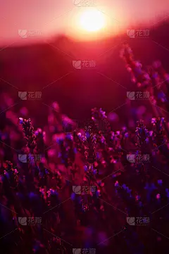 法国普罗旺斯日落时的薰衣草花。