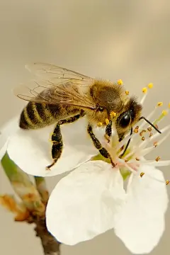高清小蜜蜂图片动物壁纸图片大全