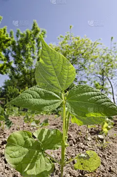 青年人,红花菜豆,菜园,茎,垂直画幅,天空,泥土,夏天,户外,生物学