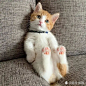 小奶猫的搜索结果_360图片