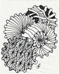zentangle