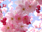 自然樱花盛开的花朵春天（季节）/ 1024x768壁纸
