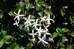 茉莉花 花 院子 茉莉花 花壁纸 花卉背景 自然 茉莉花 茉莉花