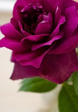 紫红色玫瑰