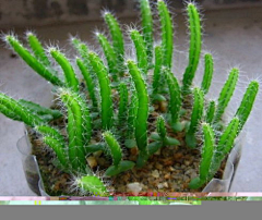 唯美6668采集到多肉植物