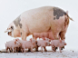 概念,构图,图像,摄影,生物_72892995_Domestic Pigs (Sus sp.), group of piglets standing by sow's legs, side view._创意图片_Getty Images China