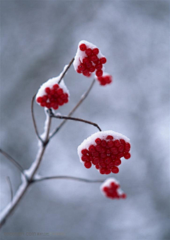 沿途的美景采集到花与花语