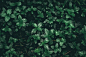 40,000+ 最精彩的 绿植 图片 · 100% 免费下载 · Pexels 素材图片
