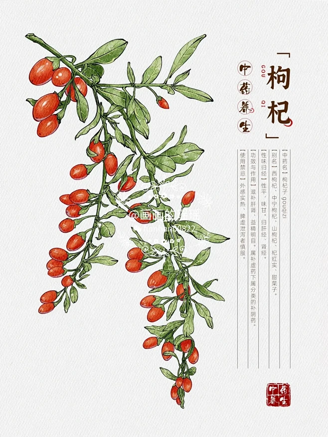 原创 | 中草药插画手绘-枸杞 附绘画过程-花瓣网
