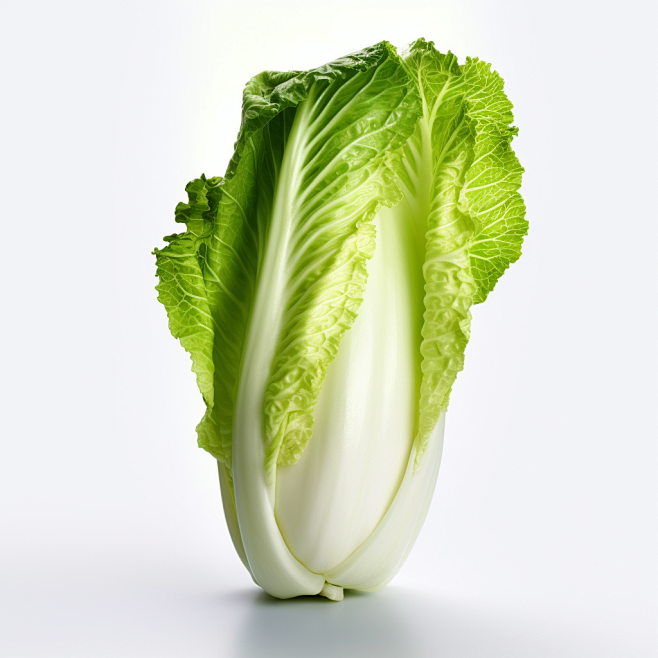 大白菜