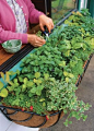 Herb garden in a window box.