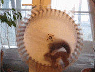 与宠物有关的动态图