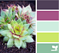 succulent color