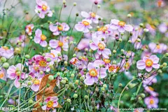 小清新花朵 红色花朵 开花 密集花簇 绿草地 生命里 花卉壁纸 鲜艳的花 花朵娇媚 摄影－植物 摄影 生物世界 花草