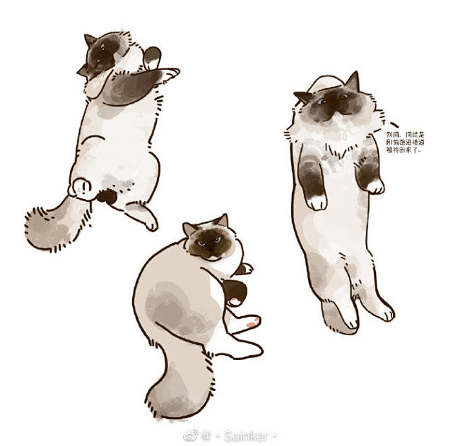 猫猫唧 ​​​​