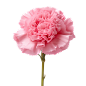 rose (3)