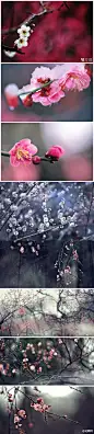 #花瓣花语录#梅，蔷薇科李属，花期晚冬至早春。寒冬先叶开放，花瓣五片，品种颜色极多。宫粉梅最为普遍，花瓣粉红，密而浓；玉蝶梅花瓣紫白；绿萼梅花瓣白色，香味极浓。每至寒冬，成片的梅花疏枝缀玉，缤纷怒放，煞是好看！庭空月无影，梦暖雪生香！梅花花语：坚强 ，高雅！