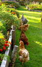 Chickens in the garden