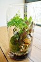 夏末花园猫头鹰 苔藓瓶微景观生态瓶桌面绿植 稳居 礼物 母亲节-淘宝网