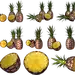 PNG 菠萝 (7)