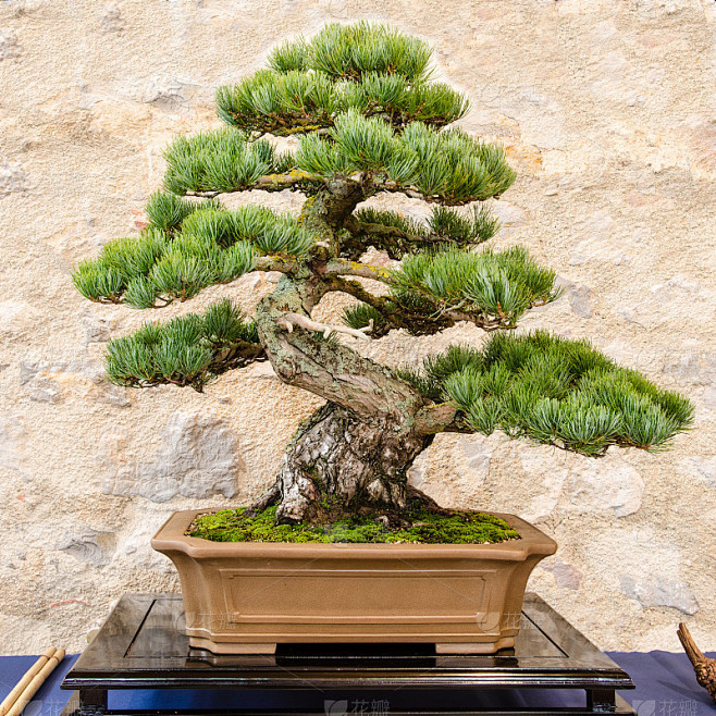 日本五针松(parvifolia Pinus)为盆景树种