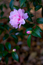 全部尺寸 | Camellia sasanqua | Flickr - 相片分享！