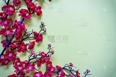 中国新年背景和盛开的樱花枝。
