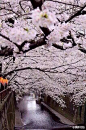 樱花季，樱花祭