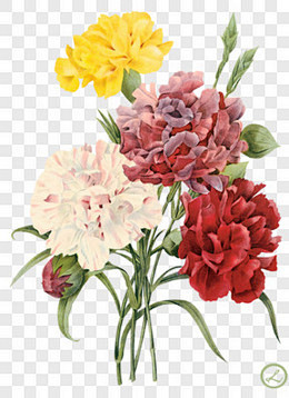 花草线描植物花草素材装饰图案PNG图片 ...