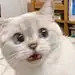 画画的阿成