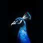 Peacock | Flickr – 相片分享！