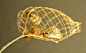 尾蛾科（Urodidae）的蛹，外面罩着一个精致的纱网状茧。huntsearch.gla.ac.uk。