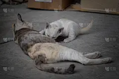 小猫在吃妈妈的奶
