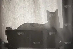 猫的影子。猫在窗帘后面。