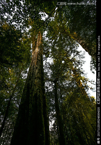 生态树林银蕨密林参天古木森林树叶仰拍大树密集树叶马