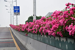 baozibaozi采集到植物