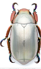 Scarab d'argento: 