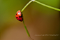 Photograph tiny world... by maneesh p on 500px