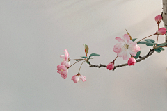 花花花胡椒采集到摄影灵感