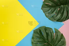 热带叶与复制空间上彩色背景。前视图。平躺