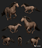学CG,必看的zbrush动物解剖！！ : 学CG,必看的zbrush动物解剖！！