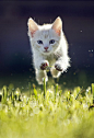 Hover Kitty | Cutest Paw