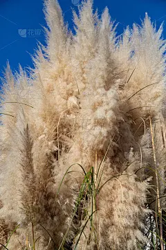 蒲苇银黄色植物蒲苇叶