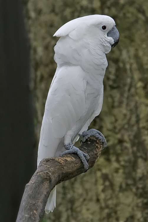 21:06:37鹦形目·凤头鹦鹉科·白凤头鹦鹉属:白凤头鹦鹉飞禽鸟类京田